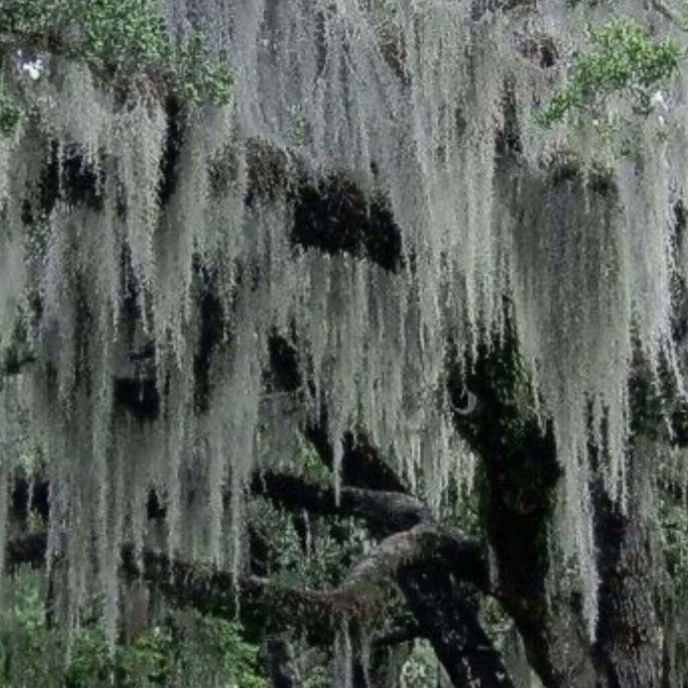 Spanish moss approximately 2 lbs for crafts